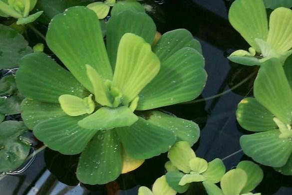 

Пистия или Водяной салат (Pistia stratiotes)