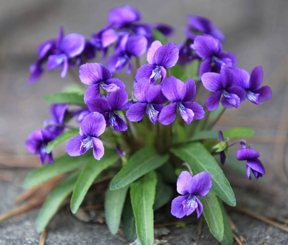 

Ароматична олія Фіалка 3 мл Ом Експо, Violet Perfume Oil Om Expo, Ароматическо Ароматическое масло Фиалка,