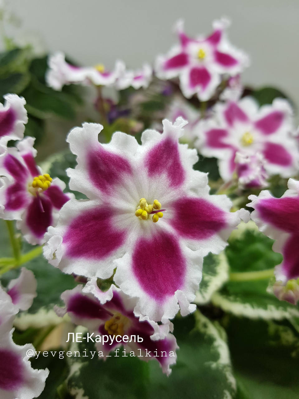 

Фиалка ЛЕ-Карусель вкорінений лист