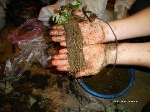 

Саженцы клубники