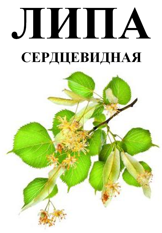 

Липа сердцевидная (липовый цвет), 30 грамм