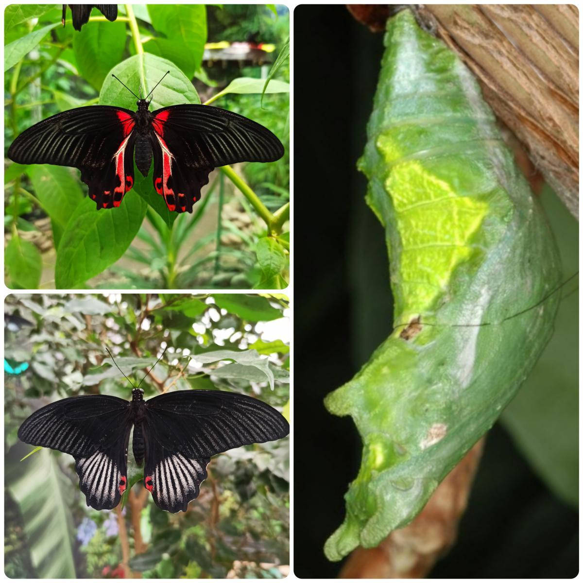 

Куколка бабочки Papilio rumanzovia