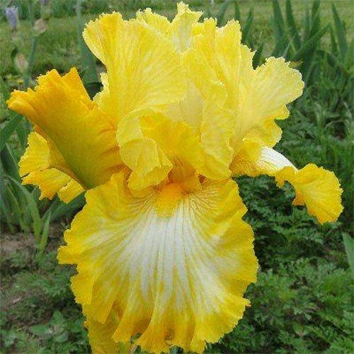 

Ирис Sunkist Delight (корневища)