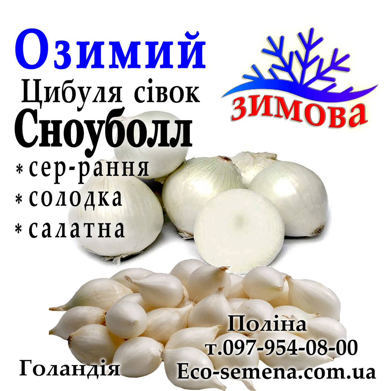 

Лук севок озимый Сноубол (Белый шар), Голландия, 500 г