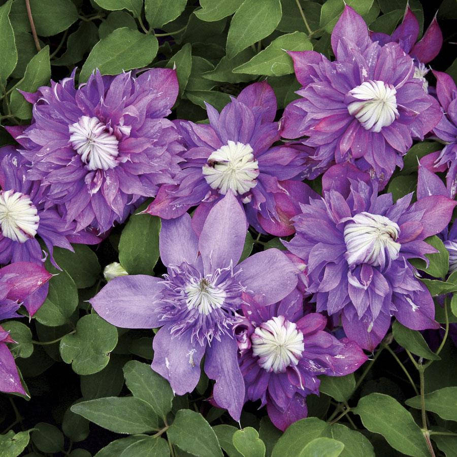 

Клематис Диамантина, Clematis Diamantina (2 группа)