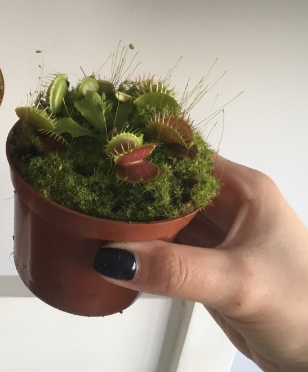 

ВЕНЕРИНА МУХОЛОВКА. ДИОНЕЯ / DIONAEA MUSCIPULA