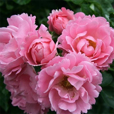 

Роза Sommerwind (саженцы)