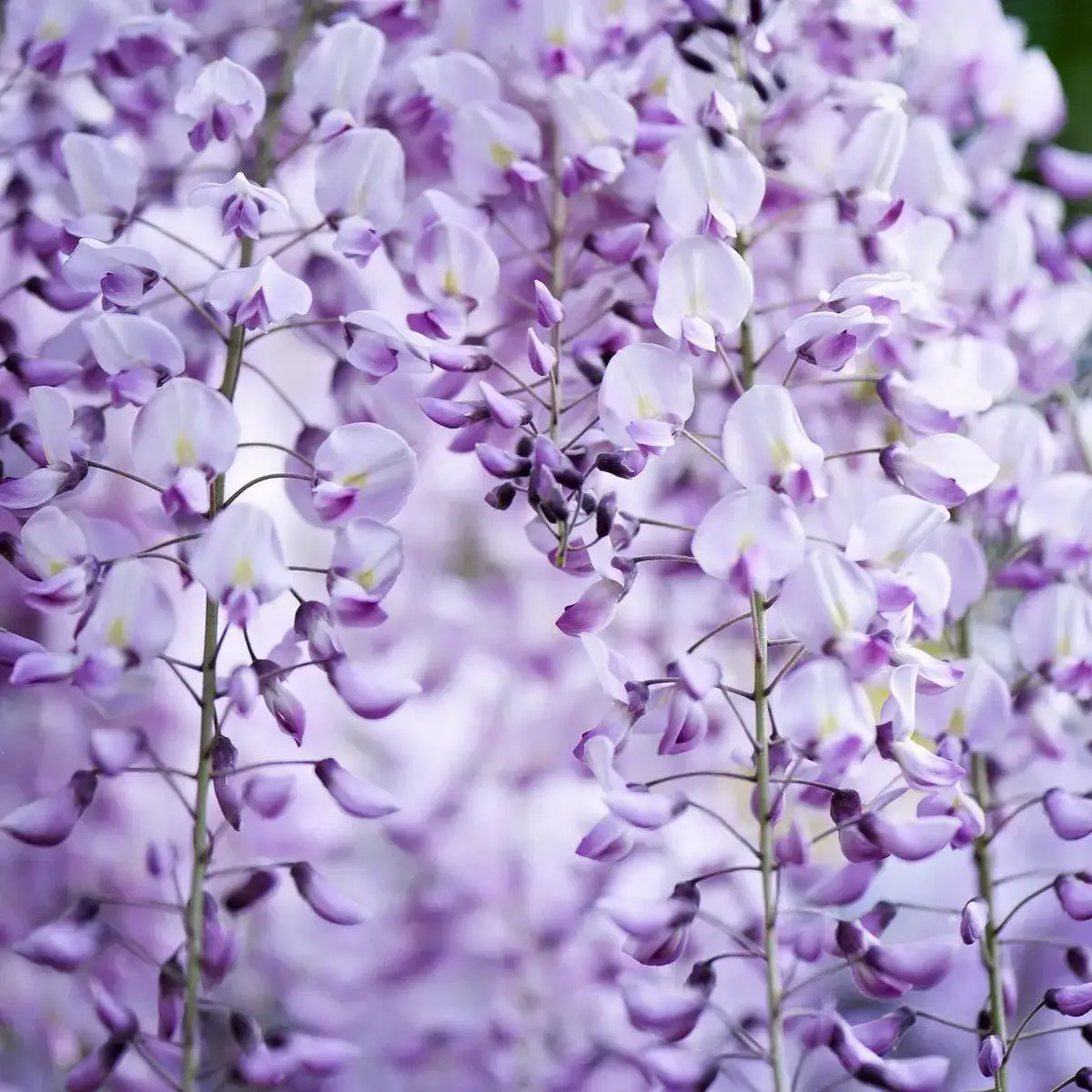 

ГЛИЦИНИЯ СОРТОВАЯ "ПРЕКРАСНЫЙ ПЕЙЗАЖ" ('Beautiful landscape') / Вистерия / саженцы (ЗКС) - ЗАКАНЧИВАЕТСЯ