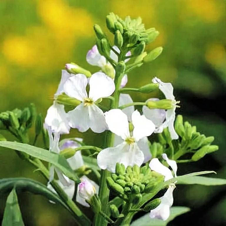 

Семена редьки Масляничной