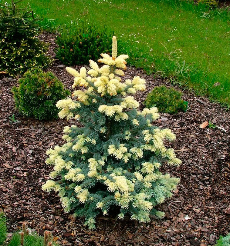 

Ель колючая Белобок С2 (Picea pungens Bialobok)