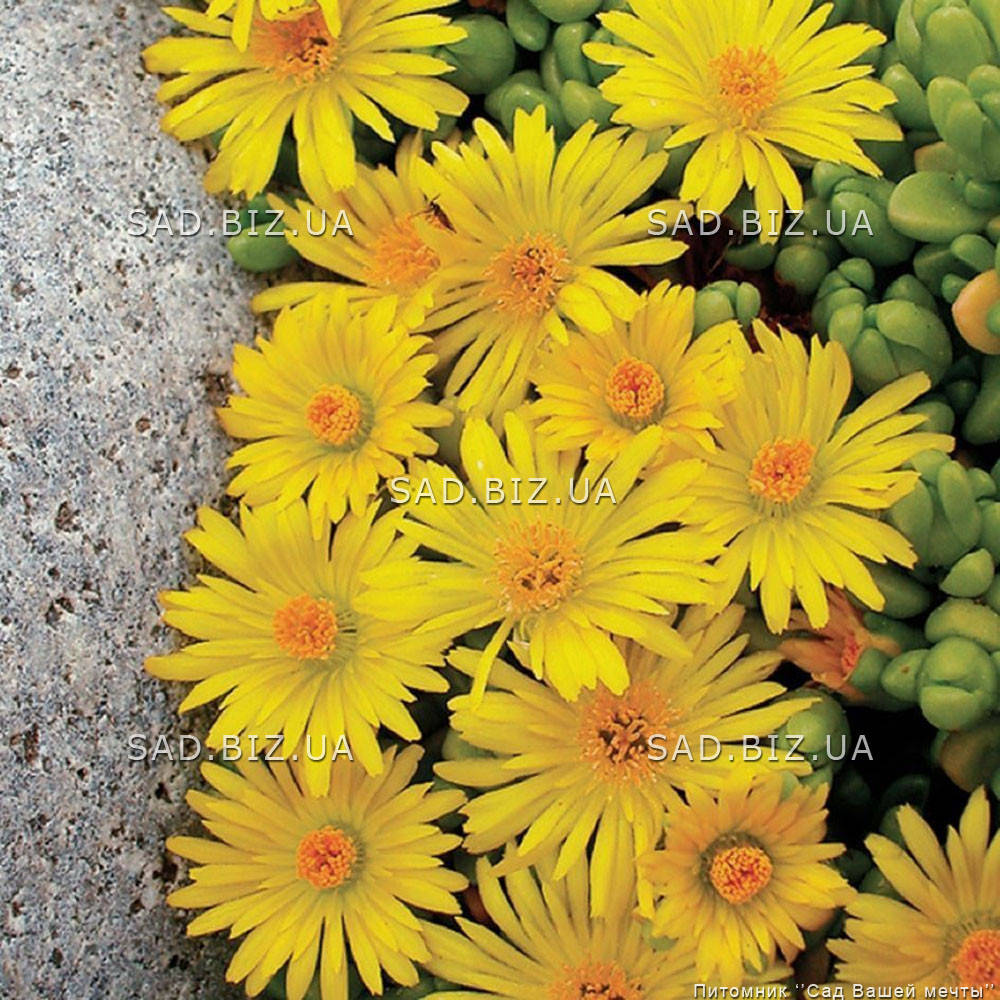 

Делосперма 'Yellow Ice Plant'. Контейнер 0,5 л