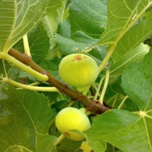 

Адриатический - саженцы инжира в горшке