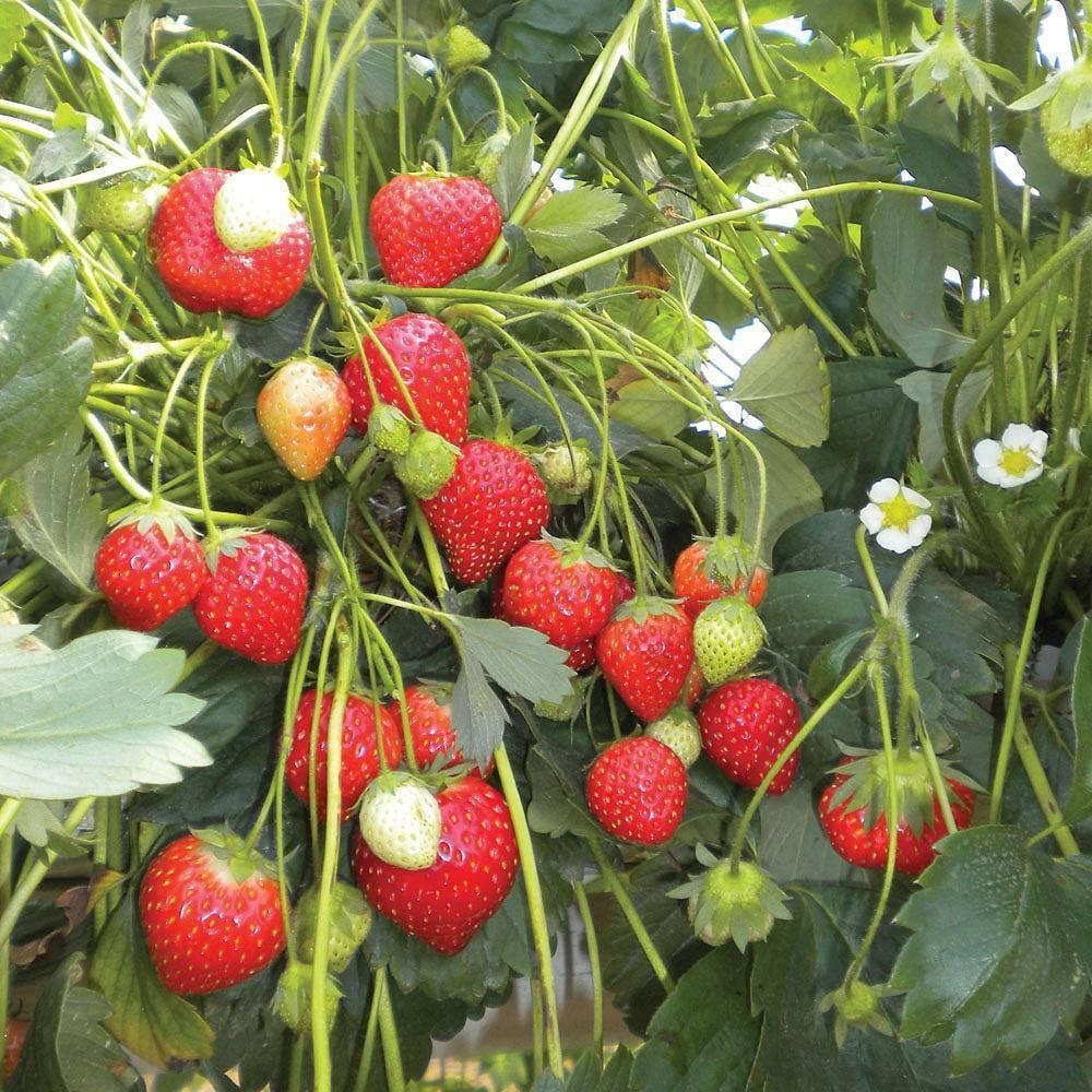 

КЛУБНИКА АМПЕЛЬНАЯ "ОСТАРА" 3 шт.
