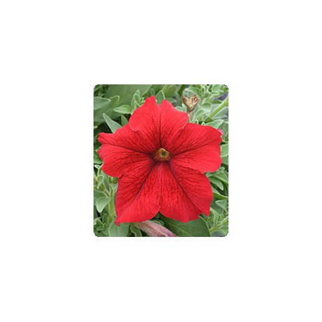 

Семена Петуния грандифлора Виртуоз F1 Красная Red 500 драже Kitano Seeds, Красный