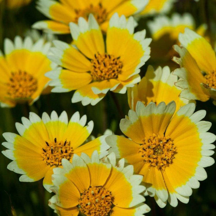 

Семена Лейя изящная 0.2 г W.Legutko 6047, Желтый