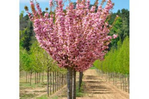 

Саженцы Сакуры Канзан штамб