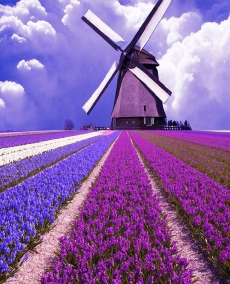 

Набор алмазной вышивки/мозаики Лавандовое поле 34х44 см WM3260