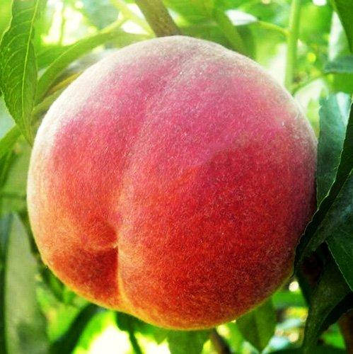 

Персик Флеминг Фьюри PF-23 (поздний)