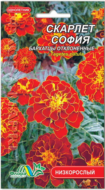 

Семена бархатцы Скарлет София Флора маркет, Красный
