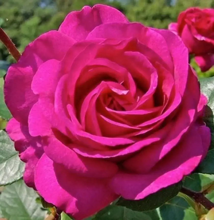 

Саженцы розы"Lancome" (Ланком)