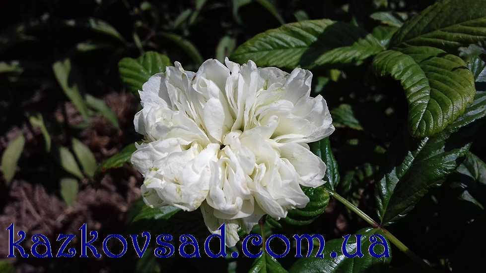 

Малина розолистая "Coronarius"