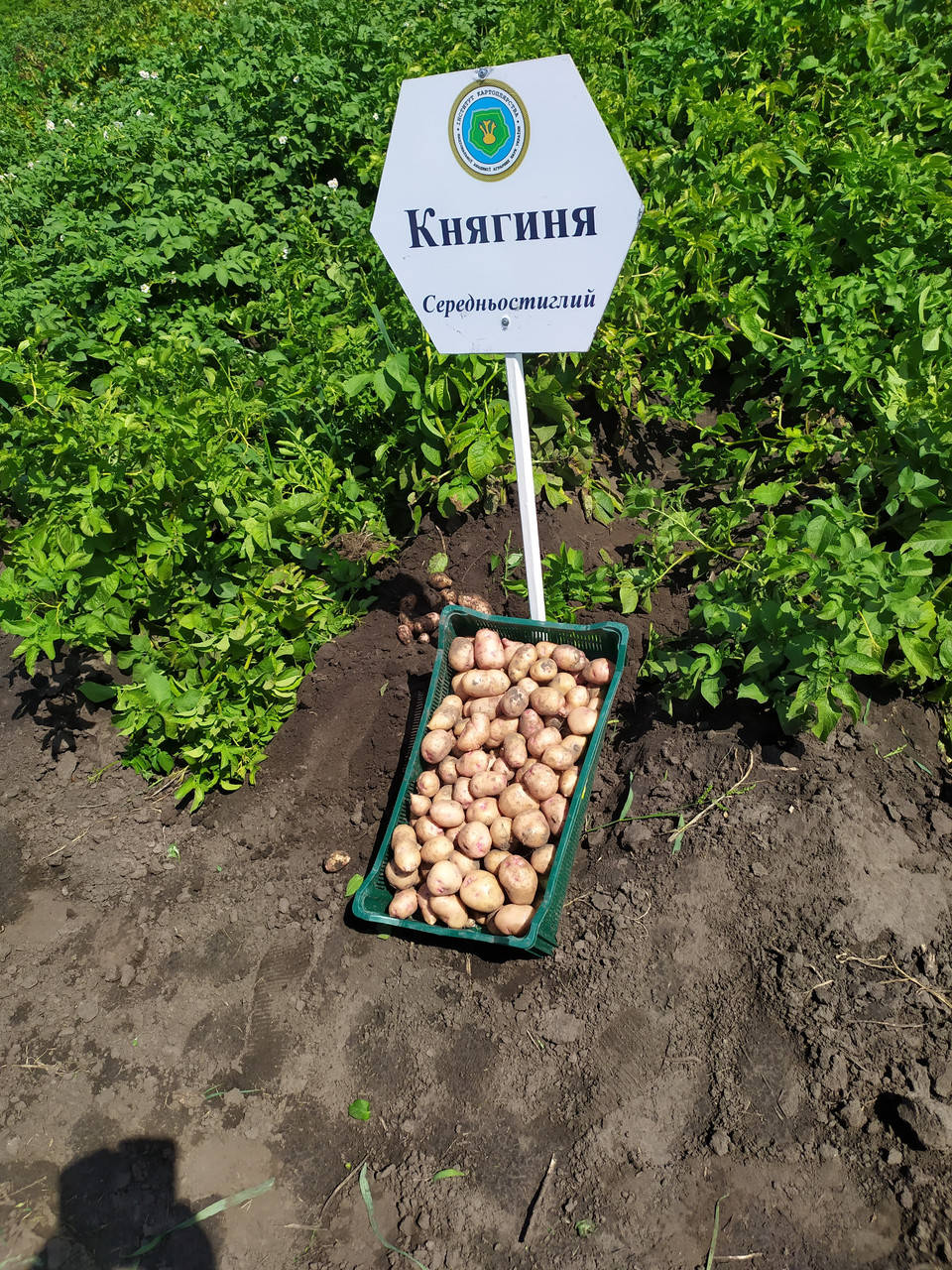 

Картофель семенной Княгиня элита від 3 кг