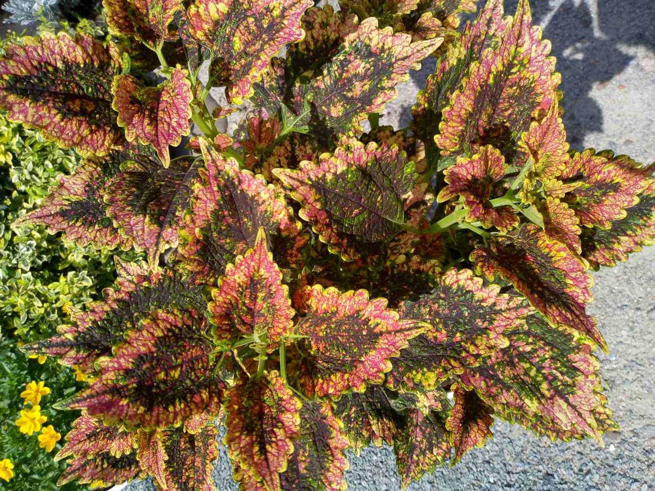 

Колеус Pinata в горшке 0.25л