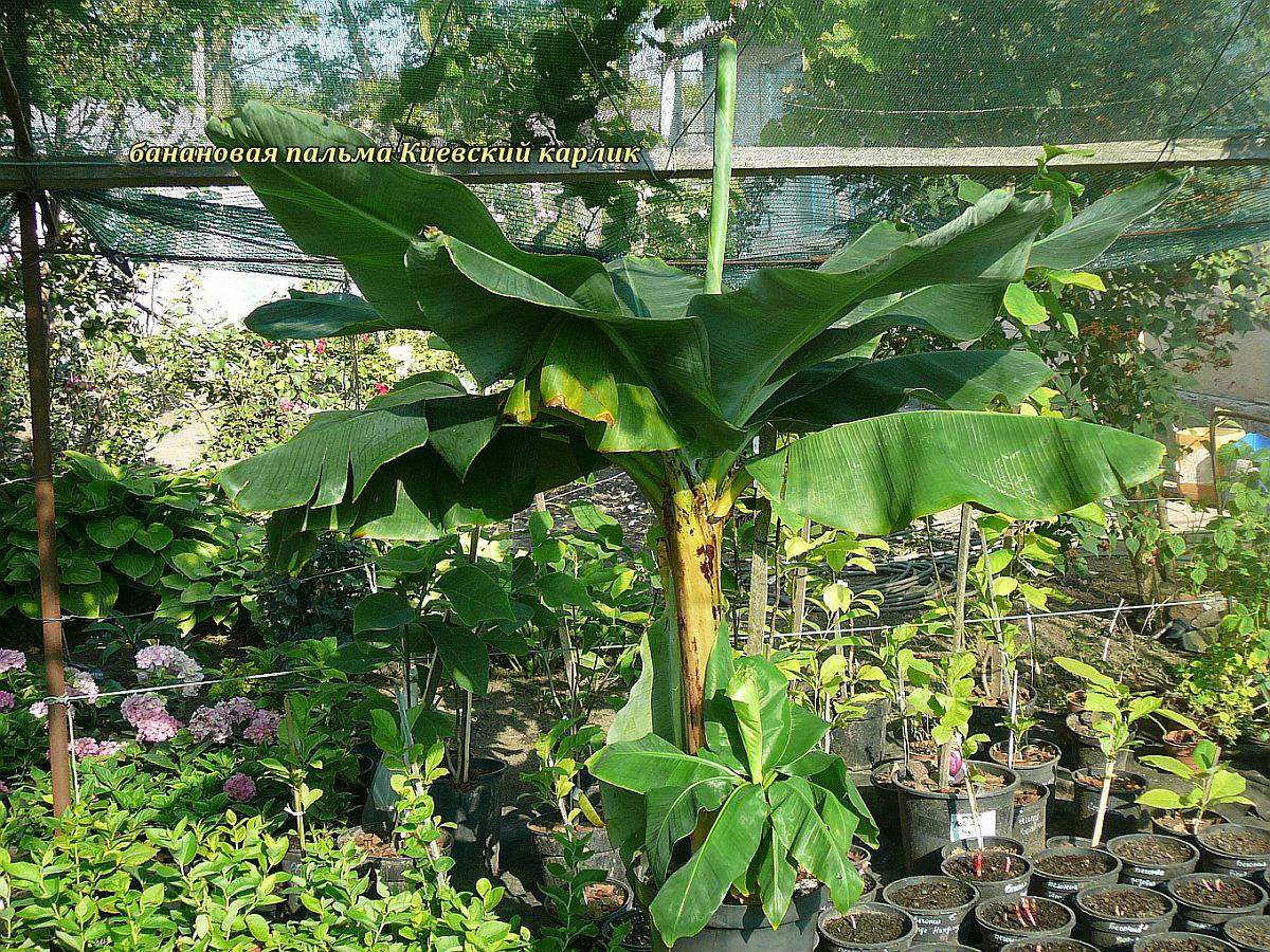 

Банан Киевский карлик саженцы (in vitro). гор 1.3л