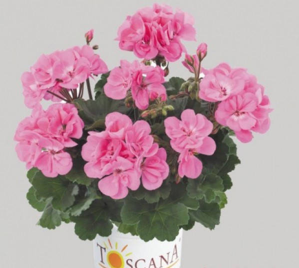 

Пеларгония Toscana Dolce Vita Anne Pink