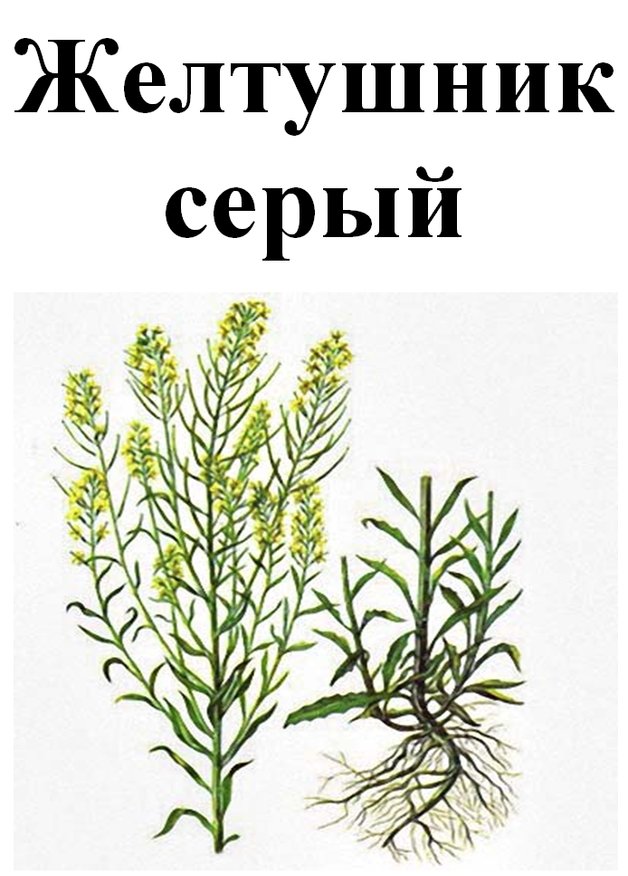 

Желтушник серый, трава сухая, 35 грамм