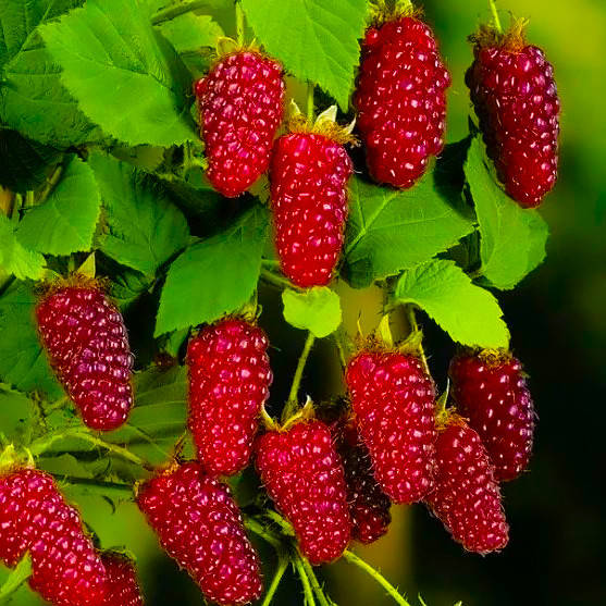 

Саженцы Ежемалины Букингем Тайберри - средняя, бесшипная, десертная