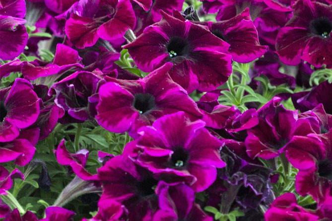 

Рассада петунии Go Tunia Cosmic Purple пурпурная d12cм