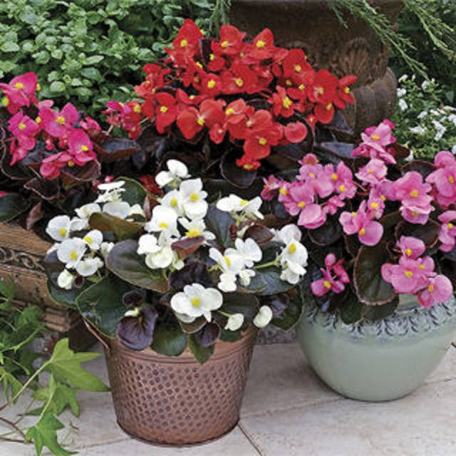 

Бегония вечноцветущая семена 10 шт Syngenta Голландия Bada Boom