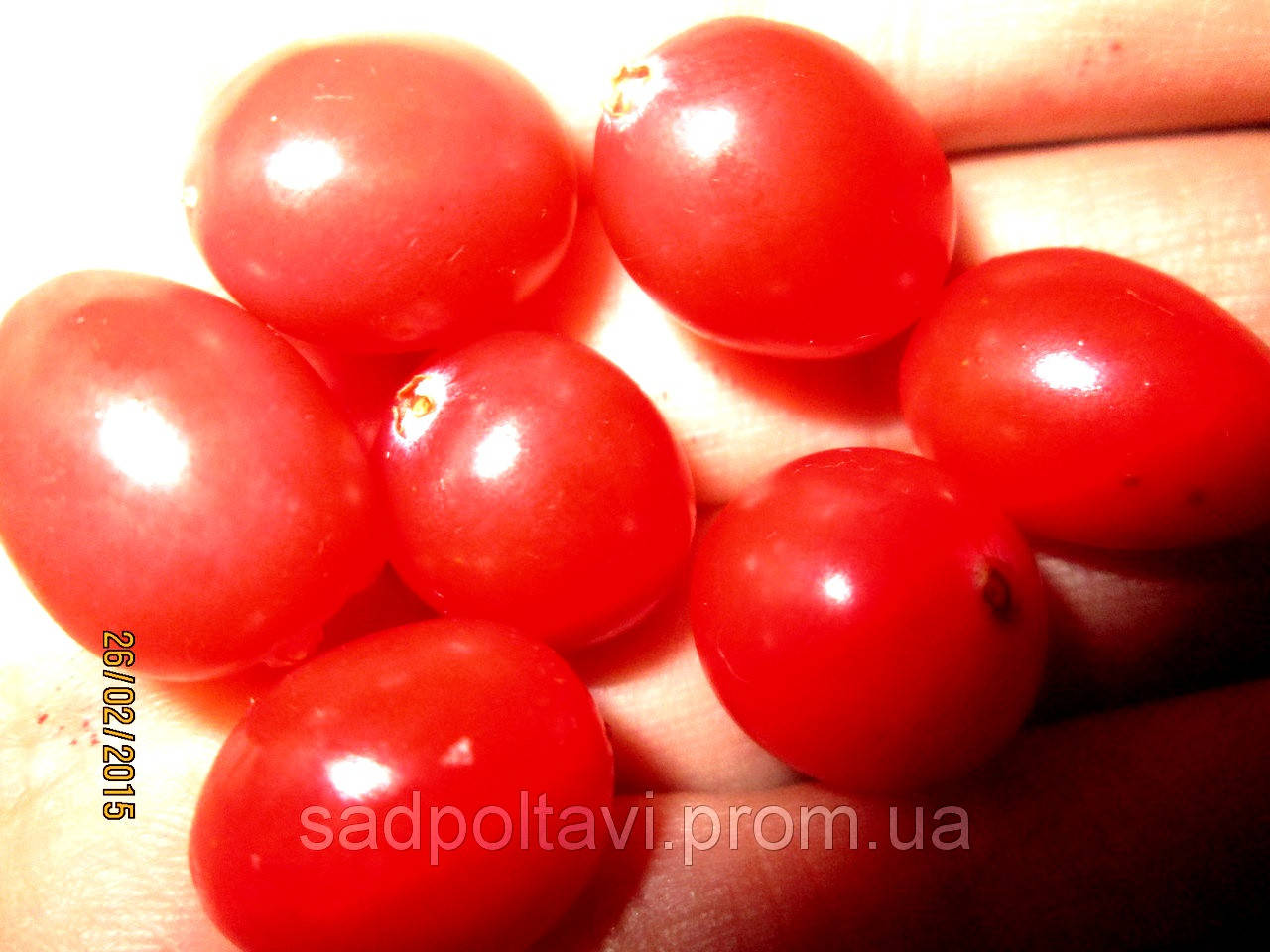 

Саженцы клюквы Стивенс