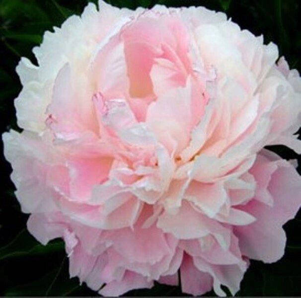 

ПИОН ТРАВЯНИСТЫЙ CATHARINA FONTIJN (КОРНЕВИЩА)., Розовый