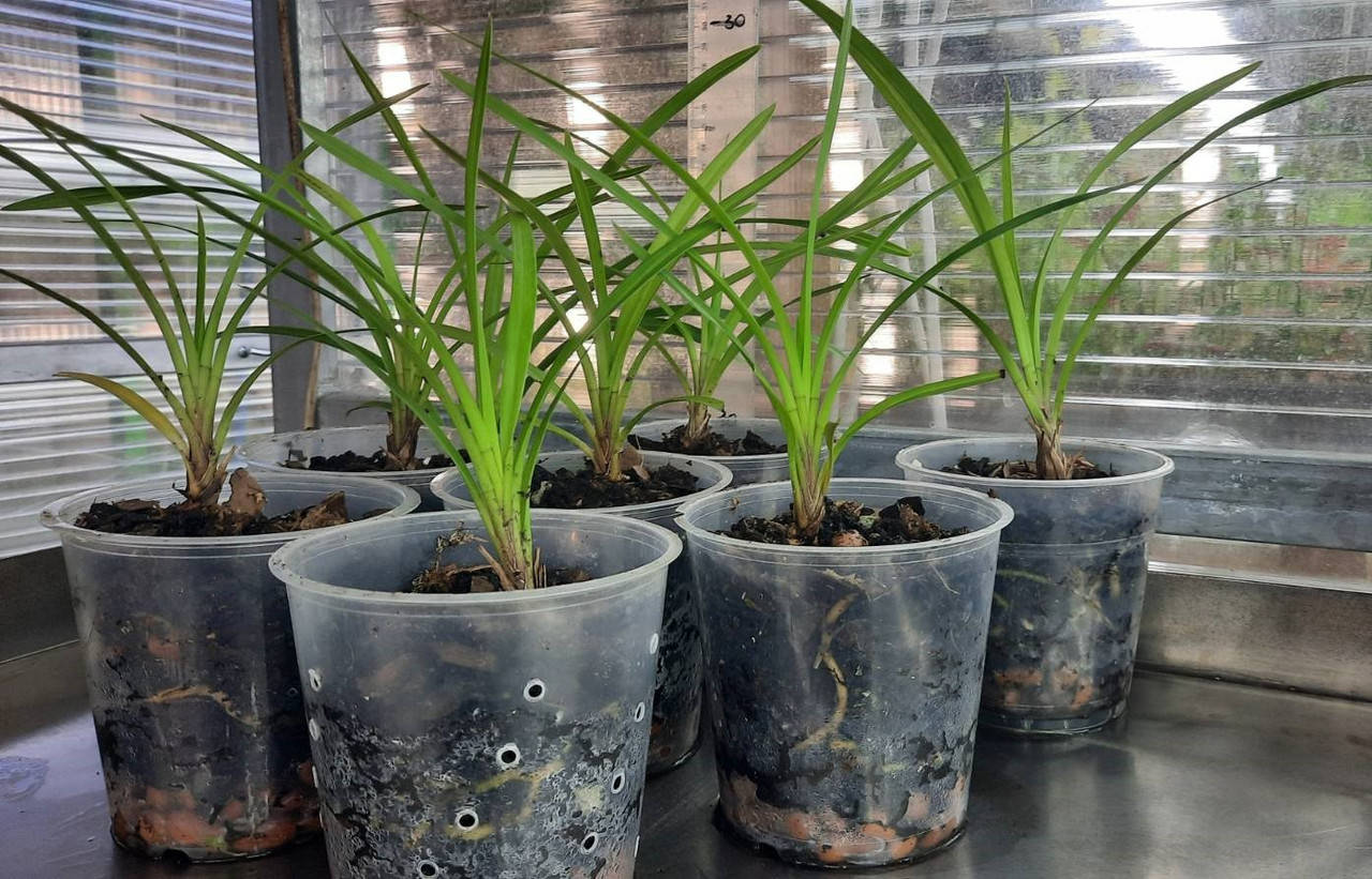 

Цимбидиум «Cymbidium», сеянец (in vitro) 2х летний