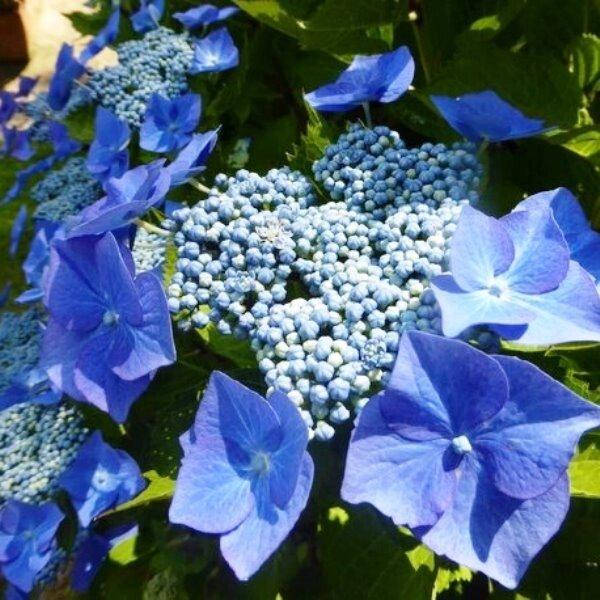 

ГОРТЕНЗИЯ КРУПНОЛИСТНАЯ TELLER BLUE (САЖЕНЦЫ).