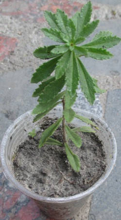 

Очиток Рупрехта. Рассада в контейнерах Д5.