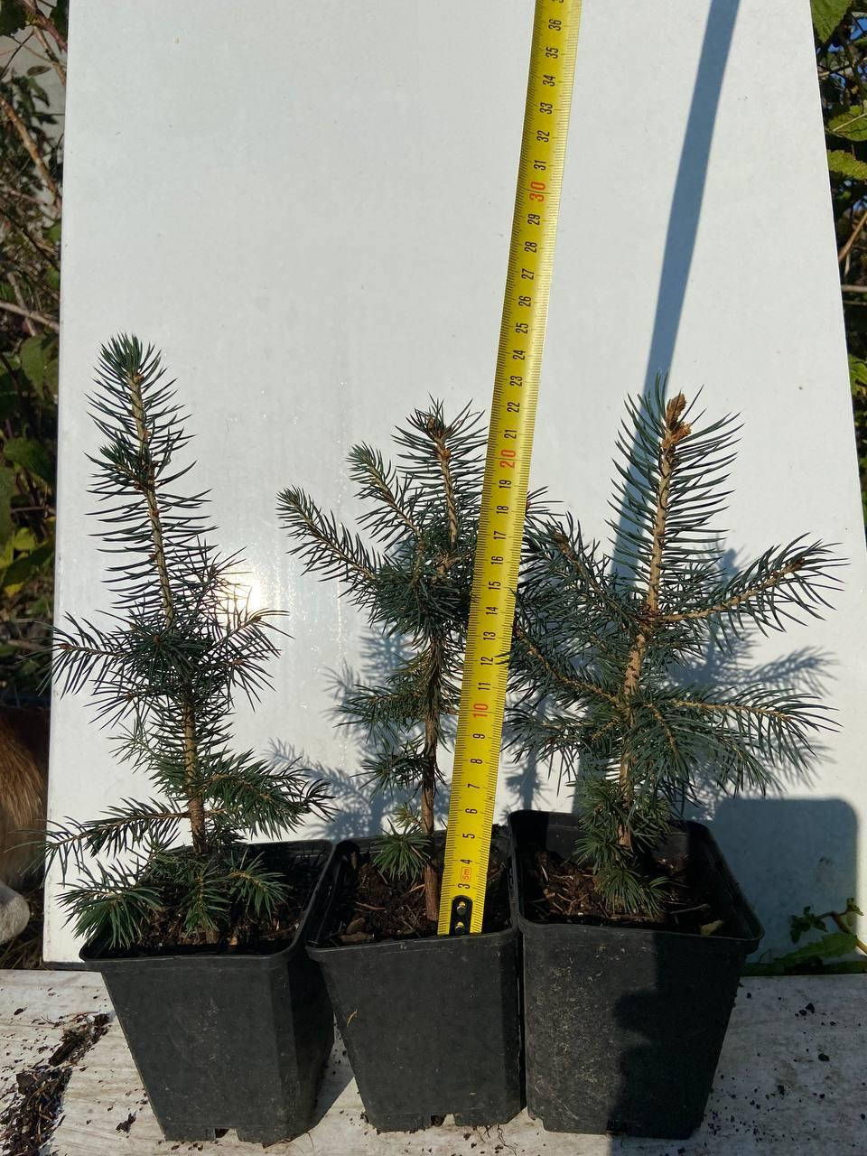 

Ель голубая колючая Кейбаб Аризона (Picea pungens Glauca Arizona Kaibab) 23-26 см