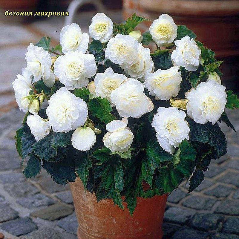 

Бегония махровая белая клубень 5/6, Белый