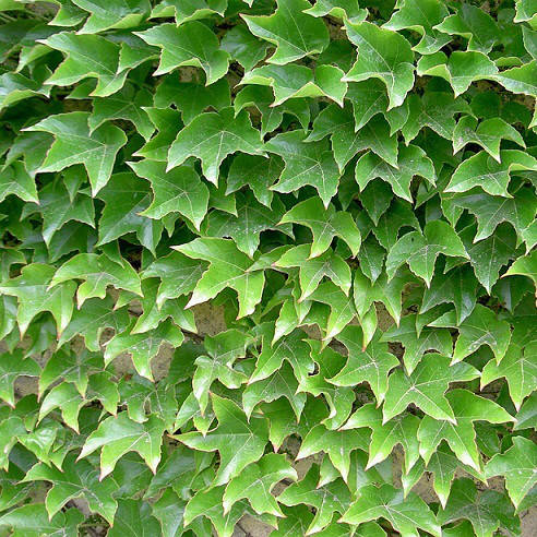 

Саженцы Винограда Вичи, привитого (Parthenocissus tricuspidata Veitchii)