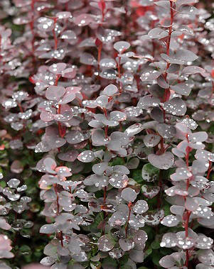 

Барбарис Тунберга Чоколат Саммер (Chocolate Summer)