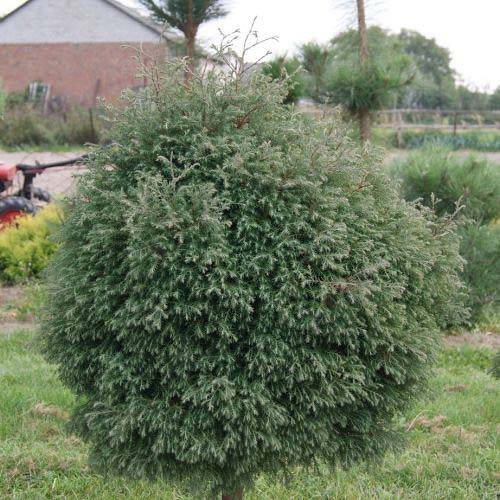 

Туя вересковидная Эрикоидес в контейнере 15-20 см (С2)