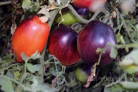 

Семена томата Паскаль из Пикардии