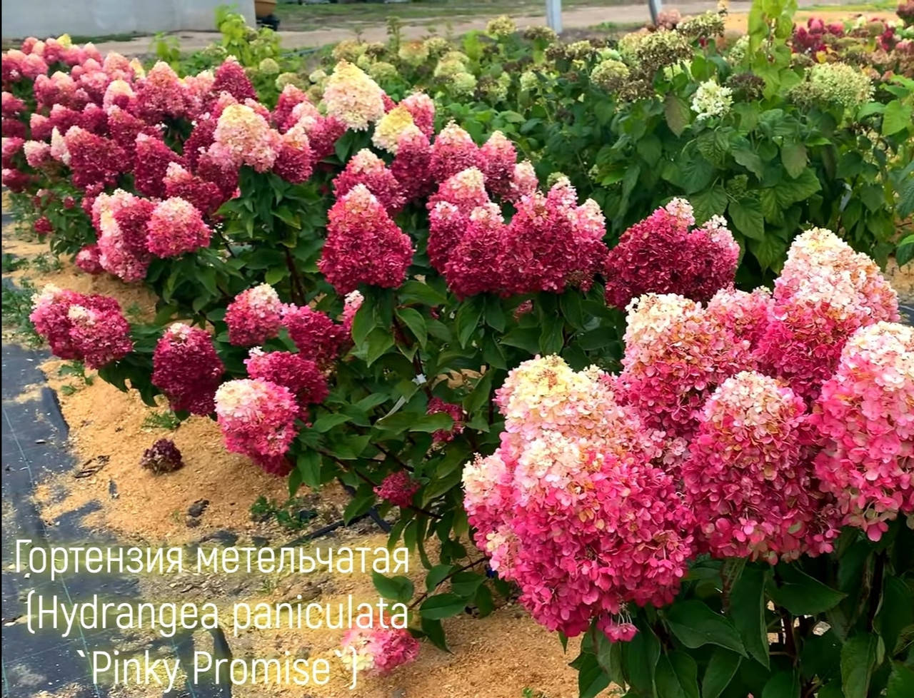 

Саженцы гортензии Пинки Праймз (Living Pinki Pramise) в конт.5л