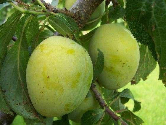 

Саджанці сливи Беле де Туін