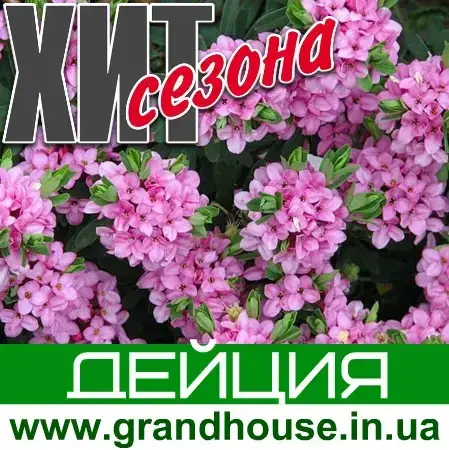 

ДЕЙЦИЯ РОЗОВАЯ / Саженцы / Премиум Качество