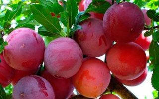 

Слива персикова