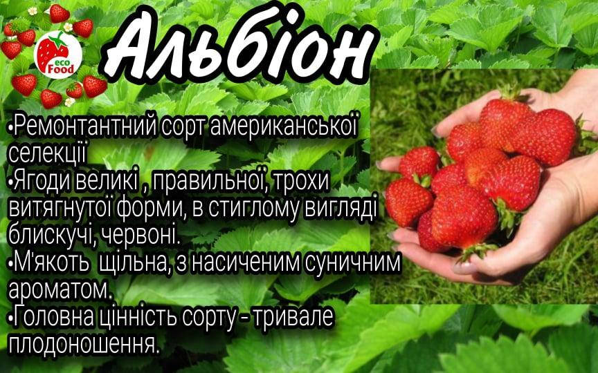 

Сорт Альбион