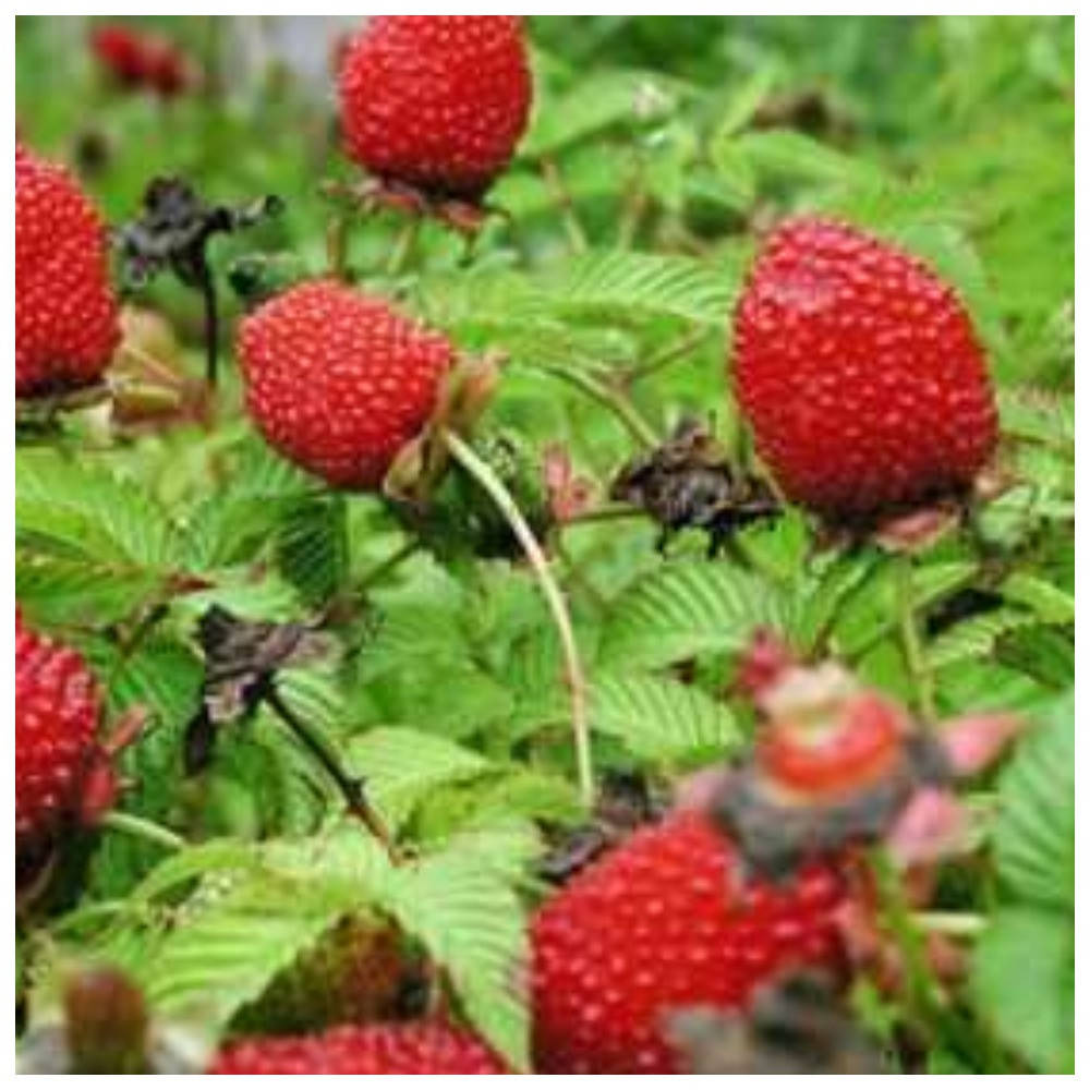 

Юстина, малина-клубника (тибетская малина)